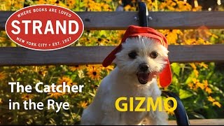 Gizmos Book Club  Catcher in the Rye [upl. by Yetnom473]