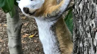 Piebald Fox Squirrel Leucism Albino Fur [upl. by Ynnohj541]