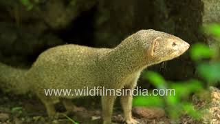 Neola or Indian Grey Mongoose Northern Palm Squirrel Common Myna  Wildlife in Delhi public parks [upl. by Manup]