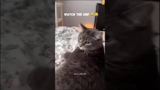 funny cats 😁🤣animal funnyanimals foryou cat funnyvideos pet foryoupage catlover fyp fypシ [upl. by Anirbas]