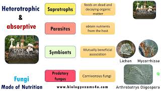 Mode of Nutrition in Fungi Saprophytic Parasitic Symbiotic and Predatory biologyexams4u fungi [upl. by Opiak332]