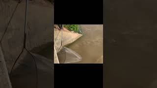 fishing fish fishinglife catchandrelease [upl. by Nilre]