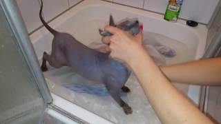 Baden einer Sphynx Katze [upl. by Brass]