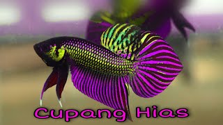 Inilah 20 Jenis Ikan Cupang Hias Yang Paling Diburu Di Indonesia [upl. by Ardeid818]