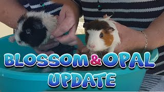 Guinea pigs Opal and Flossy update  one week on [upl. by Gromme386]