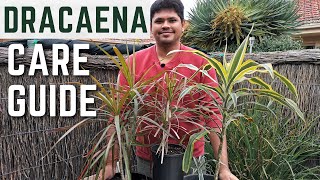 Dracaena Plant Complete Care Guide  Easy Tips for Vibrant Colors [upl. by Ahsem]