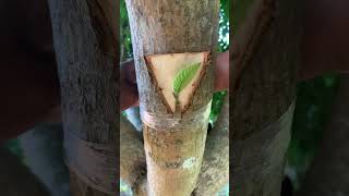 Guava and mango tree grafting​ [upl. by Eeluj]