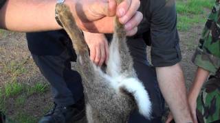 Killing Skinning and Gutting a Rabbit Part 1 [upl. by Rebba]