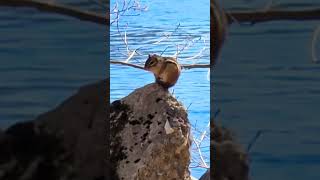 Chipmunk has one of the best spots on the river nature chipmunk wildlife riverlife [upl. by Airalednac]