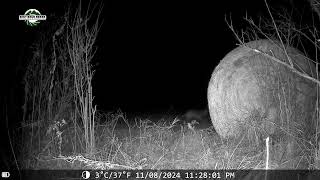 Trail Cam Coyotes coyote vermont [upl. by Tyre]