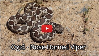 Αρσενική Οχιά Vipera ammodytes  Nosehorned Viper [upl. by Aric]