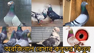 🕊️ অরজিনাল রেসার কবুতর কিনুন সবচেয়ে কম দামে [upl. by Eleon149]