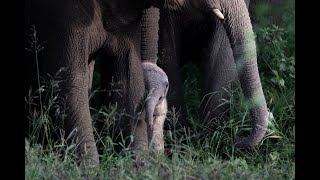 Hluhluwe Imfolozi Park KZN SOUTH AFRICA [upl. by Osher627]