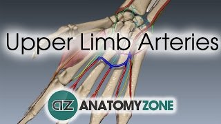 Upper Limb Arteries  Hand and Wrist  3D Anatomy Tutorial [upl. by Ahseal]