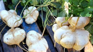 Backyard gardening HARVEST JICAMAS  Khawb Qos Hmab Soo NYOB ME KAS TEB [upl. by Danas44]