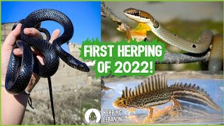 First Herping Trip for 2022 Snakes Newts and More [upl. by Sheilah]