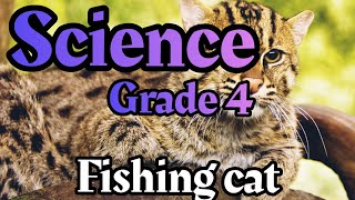 fishing cat  How tapetum lucidum works   LESSON 4  science primary 4  hunting at night [upl. by Kyre314]