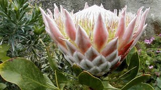 Most endangered plants the Fynbos biome [upl. by Ahsain]