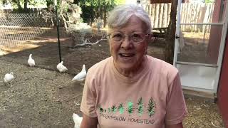 Planting a Pasture for the Chickens food for life [upl. by Eelyr]