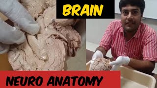 Anatomy of the Brain l Model ll Lab  Brain Dissection ll NEURO ANATOMY [upl. by Liva581]