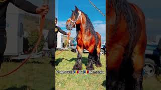 PromovariCaiRomania horse bighorse cal tophorses stallion horselover beauty [upl. by Ahsehyt449]