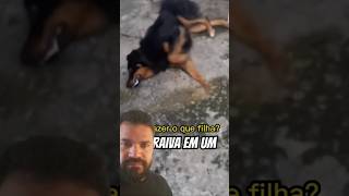 Raiva em Cachorros Sintomas Prevenção e Cuidados Essenciais animais [upl. by Ecar734]