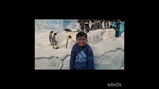 Penguin lovers  Sea World Abu Dhabi Yas Island  Day trip  fun time [upl. by Gillan]