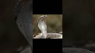 How Do Snakes Smell with Their Tongues Amazing Behavior Explained [upl. by Sukramal]