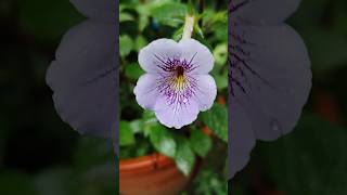 Achimenes plant [upl. by Rogerg]