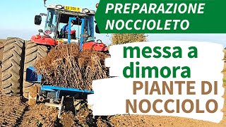 Preparazione Noccioleto MESSA A DIMORA piante di Nocciolo [upl. by Yddeg]