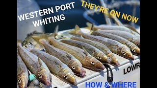 WHITING FISHING  WESTERN PORT  HOW TO CATCH WHITING [upl. by Staffan]