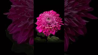 viralvideos trendingshorts kudlada hudugi music loveflowers flower [upl. by Karita68]