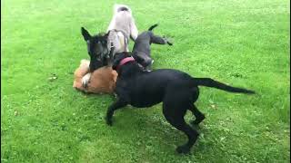 Golden Retriever attacks Kangal [upl. by Strohben778]