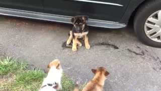 Dog fights Chihuahua asserts his dominance to new German Shepherd puppy [upl. by Flavian]