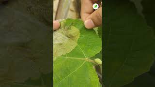 Leaf eating caterpillar  ഇലകൾ അരിപ്പ പോലെയാക്കി നശിപ്പിക്കുന്നവർ ഇവരാണ് leafeatingcaterpillar [upl. by Eelsel]