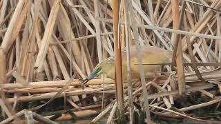 Ardeloa ralloides  Garcilla cangrejera  Squacco heron [upl. by Oilla]