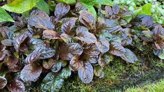 quotBlue Buglequot Ajuga Reptans  Self Propagated After Deadhead  August [upl. by Olatha]