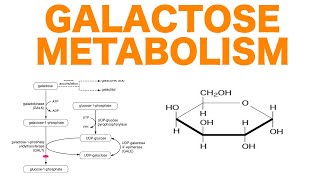 Galactose Metabolism [upl. by Casaleggio]