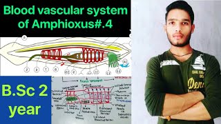 Blood vascular system of Amphioxus Circulatory system of Amphioxus  BSc 3rd Year Zoology 5th Sem [upl. by Gitel]