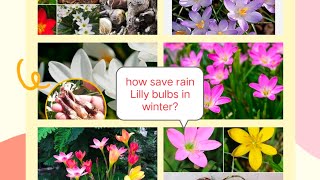 How save rain Lilly bulbs in winter trending youtubeshorts videoviral [upl. by Eidnarb]