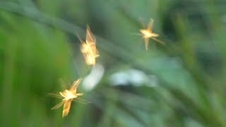 Cottingley faeries Cornish Pixies or just possibly Craneflies [upl. by Honorine]