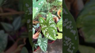 Caladiums or beautiful plants garden plantvarieties sumabhoopalam [upl. by Beauregard]