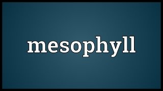 Mesophyll Meaning [upl. by Alduino]