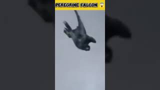 Worlds Fastest Hunter Peregrine Falcon Attack 😱🦅 shorts [upl. by Aniuqaoj506]