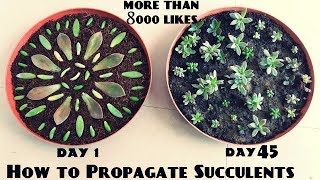 How to Propagate Succulents Fast n Easy [upl. by Keare]