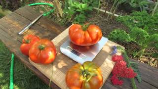 The Rusted Garden Large Beefsteak Tomato Weigh In 2 Pounds Anyone  TRG 2014 [upl. by Acinorrev]