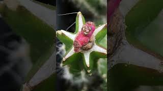 Gymnocalycium Mihanovichii Variegata Monstrose 108 Day Timelapse timelapse Shorts cactus [upl. by Basham]