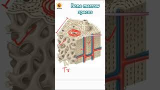 Bone marrow spaces  Red bone marrow  Trabeculae  Spongy amp compact bone  Lamellae of bones [upl. by Mullane]