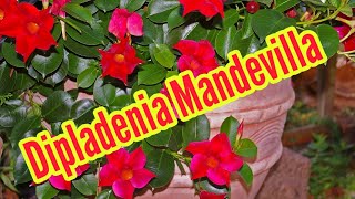 Dipladenia pflegen pflanzen düngen gießen Standort überwintern Mandevilla [upl. by Aiva]