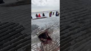 Beached Whale Anchorage Alaska shorts trending viralvideo shortvideo fishing fyp fypシ゚ [upl. by Aizan]